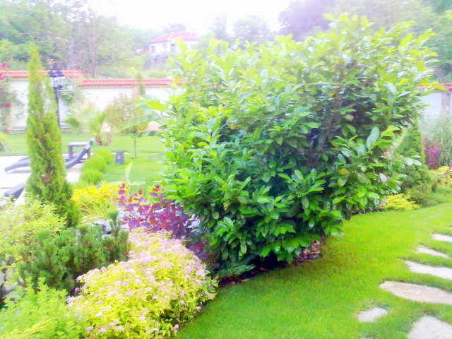 Озеленяване на двор и градина - снимка 25