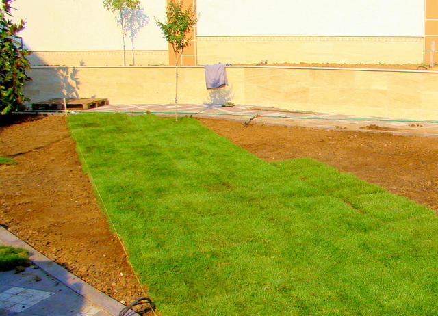 Озеленяване на двор и градина - снимка 5